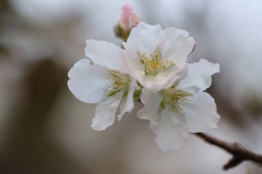 İlkbaharda kiraz çiçeği. Beyaz çiçekler.
