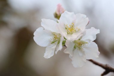 İlkbaharda kiraz çiçeği. Beyaz çiçekler.