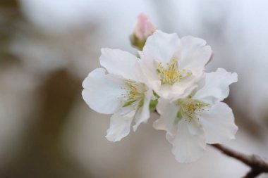İlkbaharda kiraz çiçeği. Beyaz çiçekler.