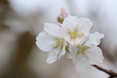 İlkbaharda kiraz çiçeği. Beyaz çiçekler.