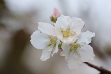 İlkbaharda kiraz çiçeği. Beyaz çiçekler.