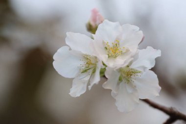 İlkbaharda kiraz çiçeği. Beyaz çiçekler.
