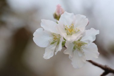 İlkbaharda kiraz çiçeği. Beyaz çiçekler.