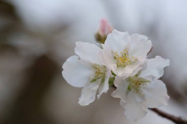 İlkbaharda kiraz çiçeği. Beyaz çiçekler.