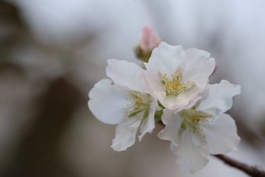 İlkbaharda kiraz çiçeği. Beyaz çiçekler.