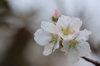 İlkbaharda kiraz çiçeği. Beyaz çiçekler.