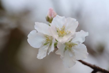 İlkbaharda kiraz çiçeği. Beyaz çiçekler.