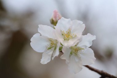 İlkbaharda kiraz çiçeği. Beyaz çiçekler.