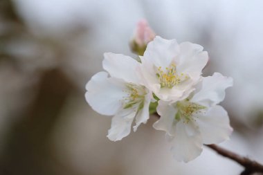 İlkbaharda kiraz çiçeği. Beyaz çiçekler.