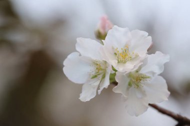 İlkbaharda kiraz çiçeği. Beyaz çiçekler.