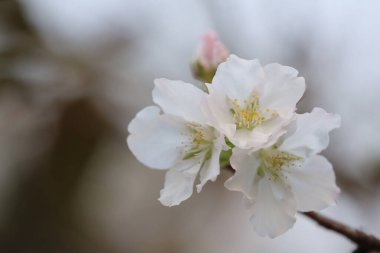 İlkbaharda kiraz çiçeği. Beyaz çiçekler.