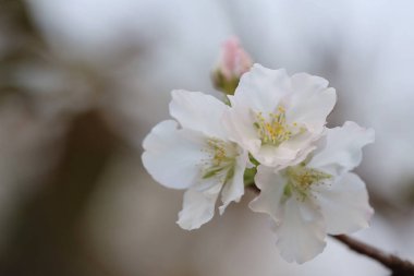 İlkbaharda kiraz çiçeği. Beyaz çiçekler.