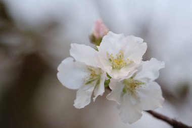 İlkbaharda kiraz çiçeği. Beyaz çiçekler.