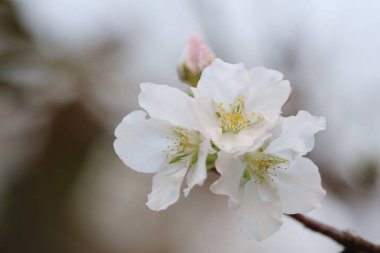 İlkbaharda kiraz çiçeği. Beyaz çiçekler.