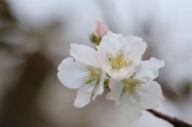 İlkbaharda kiraz çiçeği. Beyaz çiçekler.