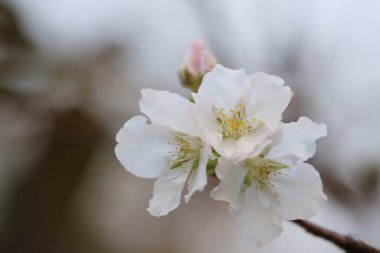 İlkbaharda kiraz çiçeği. Beyaz çiçekler.