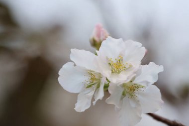 İlkbaharda kiraz çiçeği. Beyaz çiçekler.