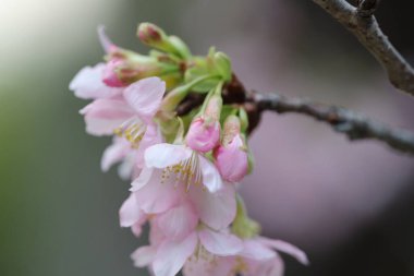 Hong Kong Tko Par 'da Cherry Blossom' a yakın çekim.