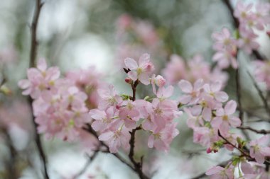 Hong Kong Tko Parkı 'ndaki Kiraz Çiçeği' nin kapanışı.