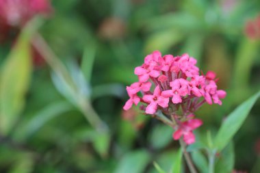 İlkbaharda açan çiçekler güzel bir koku yayar, Daphne.