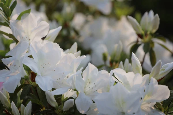 Macizo Flores Azalea Blanca Florece Parque —  Fotos de Stock