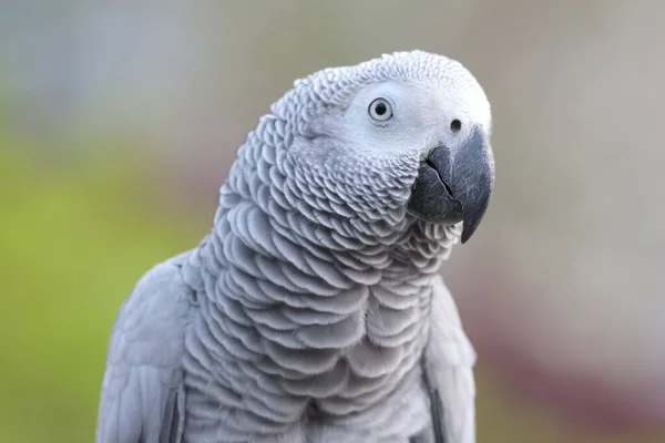 Close African Grey Parrot Perching Hand — Stock Photo, Image