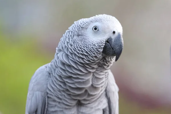 Närbild Afrikanska Grå Papegoja Sittande Plats — Stockfoto