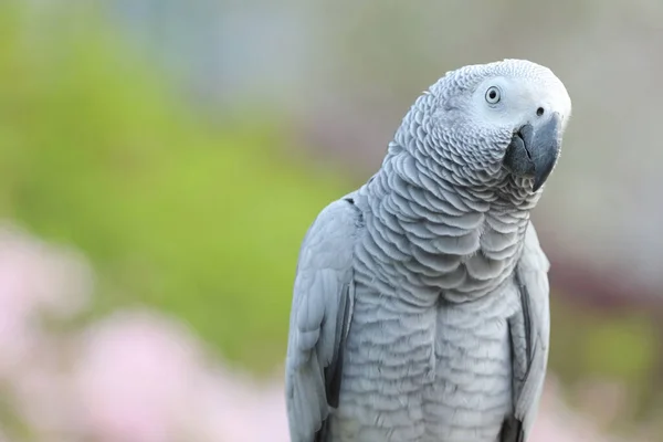 Närbild Afrikanska Grå Papegoja Sittande Plats — Stockfoto