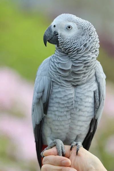 Close African Grey Parrot Perching Hand — Stock Photo, Image