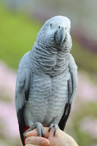 Primer Plano Loro Gris Africano Posando Mano — Foto de Stock