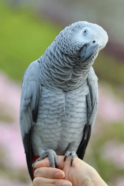 Close African Grey Parrot Perching Hand — Stock Photo, Image