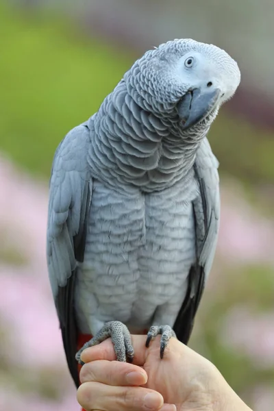 Close African Grey Parrot Perching Hand — Stock Photo, Image