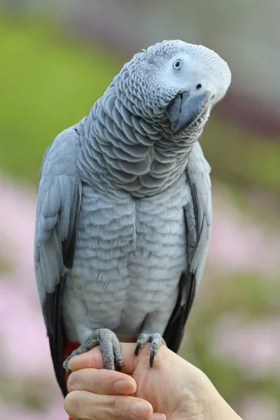 Zbliżenie Afrykańskiej Szarej Papugi Perching Hand — Zdjęcie stockowe