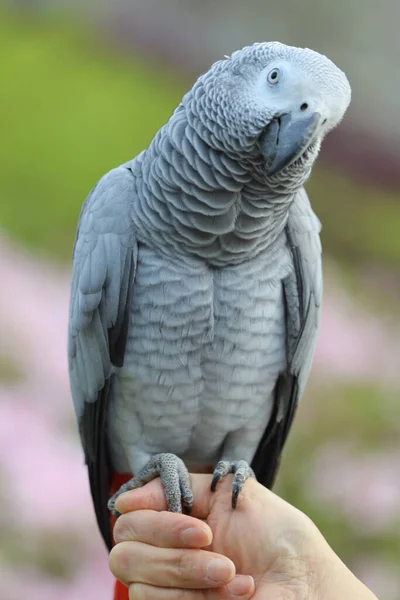 가까이 아프리카 앵무새가 — 스톡 사진