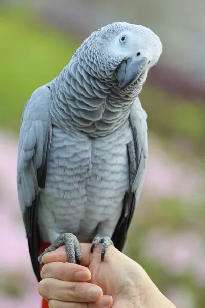 Close African Grey Parrot Perching Hand — Stock Photo, Image