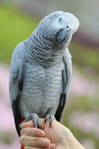 Primer Plano Loro Gris Africano Posando Mano —  Fotos de Stock