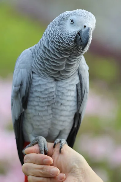Close Papagaio Cinzento Africano Empoleirado Mão — Fotografia de Stock