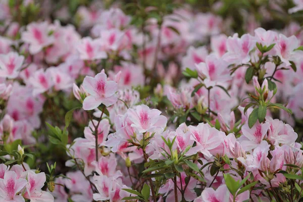 Una Hermosa Flor Rododendro Jardín Primavera — Foto de Stock