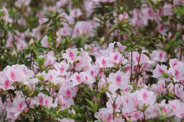 Una Hermosa Flor Rododendro Jardín Primavera — Foto de Stock