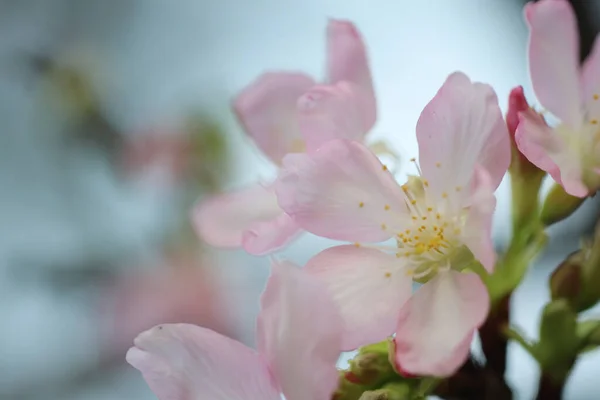 Close Cherry Blossom Hong Kong Tko Par — Stock Photo, Image