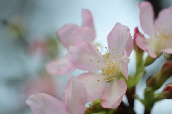 香港Tkoパーの桜の終わり — ストック写真