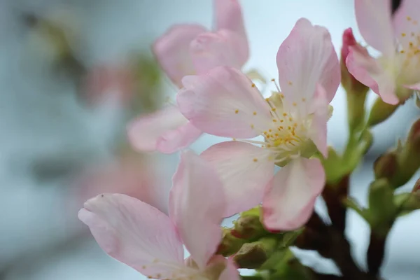 Ένα Κοντινό Πλάνο Του Cherry Blossom Στο Hong Kong Tko — Φωτογραφία Αρχείου