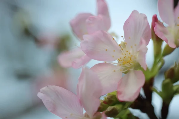 Close Cherry Blossom Hong Kong Tko Par — Stock Photo, Image