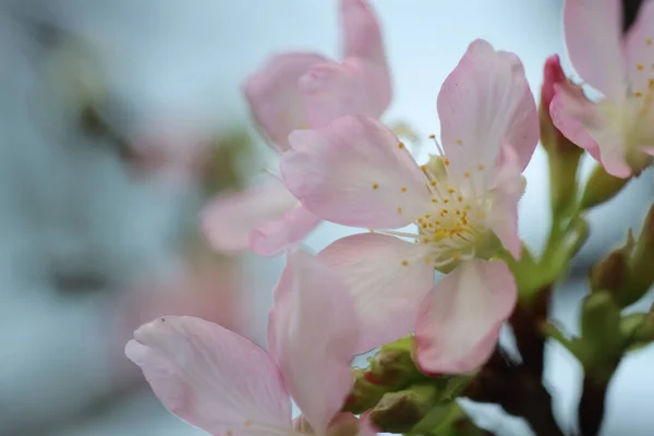 Close Cherry Blossom Hong Kong Tko Par — Stock Photo, Image