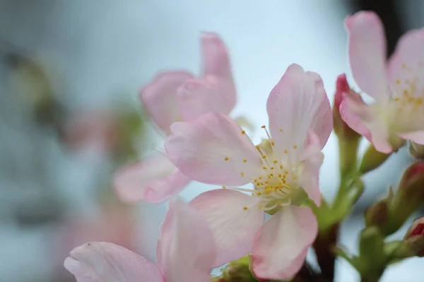 Close Cherry Blossom Hong Kong Tko Par — Stock Photo, Image