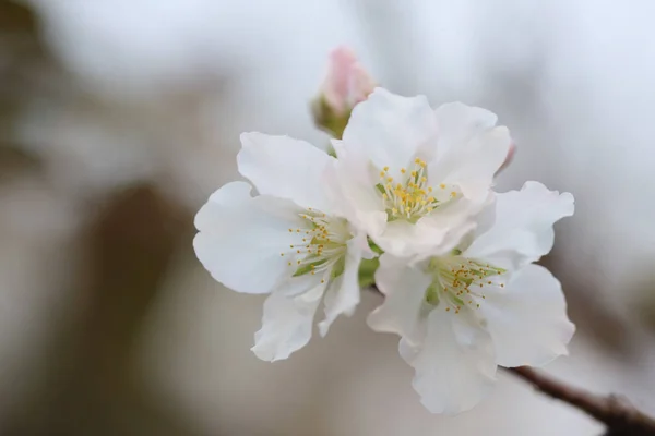 Fleur Cerisier Printemps Fleurs Blanches — Photo