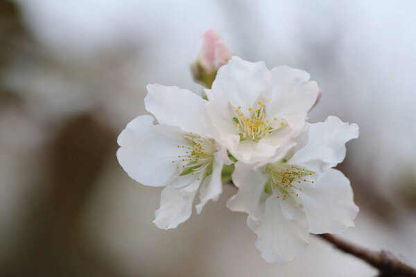 the Cherry blossom in spring. White blooms.