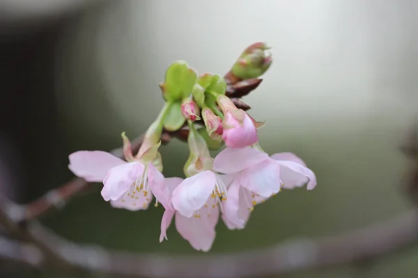 Närbild Cherry Blossom Vid Hong Kong Tko Par — Stockfoto