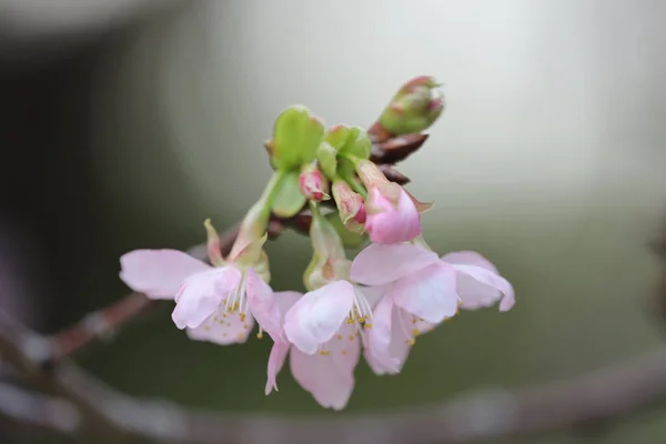 香港Tko公園の桜のライトアップ — ストック写真