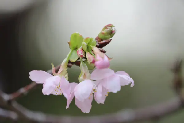 香港Tko公園の桜のライトアップ — ストック写真